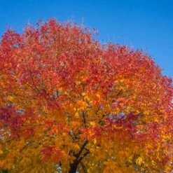 Autumn Purple Ash Tree -Lanscapes Store Autumn Purple ash 1