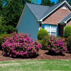Autumn Royalty® Encore® Azalea -Lanscapes Store Autumn Royalty Encore Azalea 5