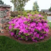Autumn Royalty® Encore® Azalea 1 Autumn Royalty® Encore® Azalea -Lanscapes Store Autumn Royalty Encore Azalea 600x600 FGT
