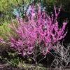 Avondale Redbud Tree -Lanscapes Store Avodale redbud 600x600 9550c077 73be 4508 bea5 1dbcdac61e50