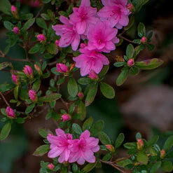 Karen Azalea Shrub -Lanscapes Store Azalea Karen 1