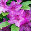 Karen Azalea Shrub 1 Karen Azalea Shrub -Lanscapes Store Azalea Karen 600x600 16fd83c9 80cf 4b82 a94a 582426947272