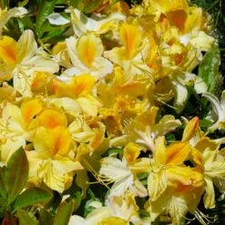 Lemon Lights Azalea Shrub 8 Lemon Lights Azalea Shrub -Lanscapes Store Azalea Lemon lights 1