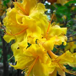 Lemon Lights Azalea Shrub 9 Lemon Lights Azalea Shrub -Lanscapes Store Azalea Lemon lights 2