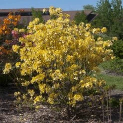 Lemon Lights Azalea Shrub 7 Lemon Lights Azalea Shrub -Lanscapes Store Azalea Lemon lights 3