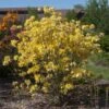 Lemon Lights Azalea Shrub -Lanscapes Store Azalea Lemon lights 600x600 11de04c7 d0fc 4c69 8949 ec1fde04f612