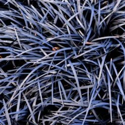 Black Mondo Grass 8 Black Mondo Grass -Lanscapes Store BLack Mondo Grass 1 FGT
