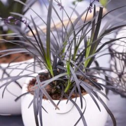 Black Mondo Grass 9 Black Mondo Grass -Lanscapes Store BLack Mondo Grass 4 FGT