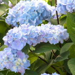 Blue Enchantress® Hydrangea -Lanscapes Store BLue Enchantress Hydrangea 1 BB