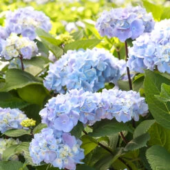 Blue Enchantress® Hydrangea -Lanscapes Store BLue Enchantress Hydrangea 2 FGT