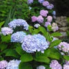 Blue Enchantress® Hydrangea 2 Blue Enchantress® Hydrangea -Lanscapes Store BLue Enchantress Hydrangea FGT 600x600 7b5d35ff 1f6a 471d a8d4 9a9c6618ba67