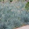 Blue Fescue Grass -Lanscapes Store BLue Fescue Grass FGT 600x600 832cd788 6bd8 4a89 976f 7165df671401