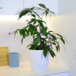 Weeping Blue Ginger Plant -Lanscapes Store BLue Ginger 4 FGT