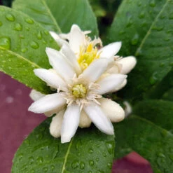 Buddha's Hand Citron -Lanscapes Store BUddhas Hand Citrus 4