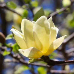 Magnolia 'Butterflies' Tree -Lanscapes Store BUtterflies Magnolia 3 FGT