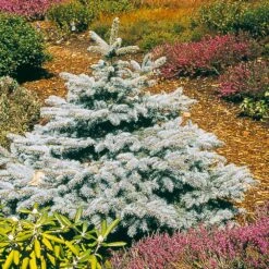 Baby Blue Spruce Tree 7 Baby Blue Spruce Tree -Lanscapes Store Baby Blue 2