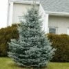 Baby Blue Spruce Tree -Lanscapes Store Baby Blue FGT 600x600 2439e39e 705a 45b7 bb21 b65718217949