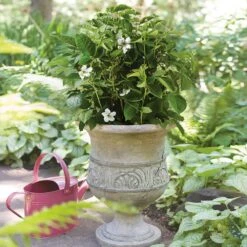 Bushel And Berry® Baby Cakes Blackberry® -Lanscapes Store Baby Cakes Blackberry 1