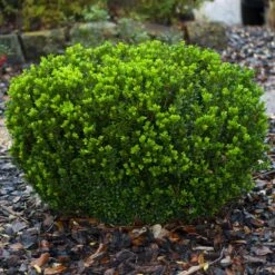 Baby Gem™ Boxwood Shrub -Lanscapes Store Baby Gem 1