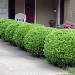 Baby Gem™ Boxwood Shrub -Lanscapes Store Baby Gem 2