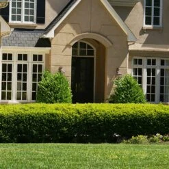 Baby Gem™ Boxwood Shrub -Lanscapes Store Baby Gem 4