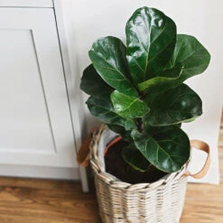 Bambino Fiddle Leaf Fig -Lanscapes Store Bambino FIddleLeafFIg 5 FGT