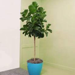Bambino Fiddle Leaf Fig -Lanscapes Store Bambino FIddleLeafFIg 6