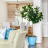Bambino Fiddle Leaf Fig -Lanscapes Store Bambino FIddleLeafFIg FGT 600x600 42d7e753 36d2 49fa abe6 07970d231adf