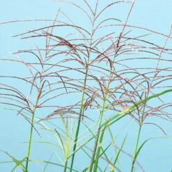 Miscanthus Bandwidth (Chinese Silver Grass) -Lanscapes Store Bandwidth Maiden Grass 2
