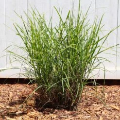 Miscanthus Bandwidth (Chinese Silver Grass) -Lanscapes Store Bandwidth Maiden Grass 4