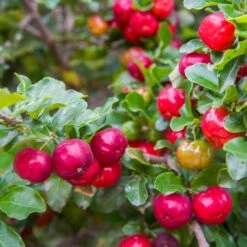 Barbados 'Acerola' Cherry 9 Barbados 'Acerola' Cherry -Lanscapes Store Barbadoes Cherry 2 FGT
