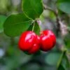 Barbados 'Acerola' Cherry -Lanscapes Store Barbadoes Cherry FGT 600x600 cf76202b 85ef 4c40 a429 78fce9170ef6