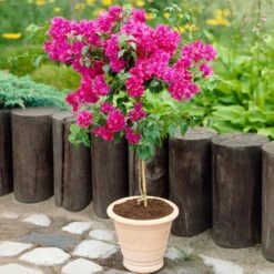 Barbara Karst Bougainvillea -Lanscapes Store Barbera Karst Bougainvillea 2 FGT d3e6d740 b572 4723 a5c8 00a17a4aa767