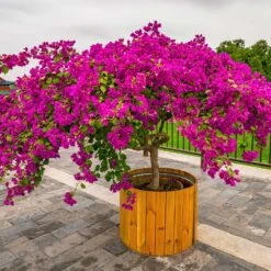 Barbara Karst Bougainvillea -Lanscapes Store Barbera Karst Bougainvillea 5 f4868c53 9510 4e18 9d90 9065f6de5bb5