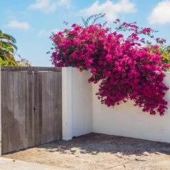 Barbara Karst Bougainvillea -Lanscapes Store Barbera Karst Bougainvillea 6 c383ecd8 4080 408c 9662 c67fa8114574