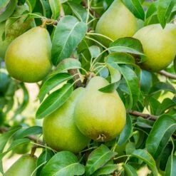 3-in-1 Pear Surprise Tree 9 3-in-1 Pear Surprise Tree -Lanscapes Store Bartlett Pear 3 BB cffe79ad 8c4e 4fb5 b06a af3499a19721