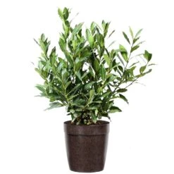 Bay Laurel -Lanscapes Store Bay Laurel 3G Delilah Brown pot