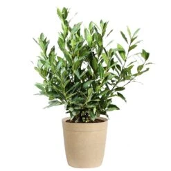 Bay Laurel -Lanscapes Store Bay Laurel 3G Delilah Tan pot