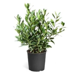 Bay Laurel -Lanscapes Store Bay Laurel 3G standard pot