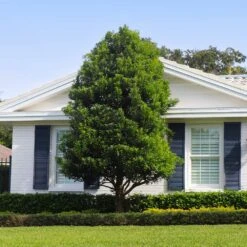 Bay Laurel -Lanscapes Store Bay Laurel Shrub FGT 4 4fc2d6b2 8cf4 4dcb 83d8 7a36a4f2402f