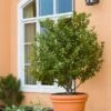 Bay Laurel 2 Bay Laurel -Lanscapes Store Bay Laurel Shrub FGT 600x600 9fb77e1a 18e7 4ab3 b5bf 0698eff5095c