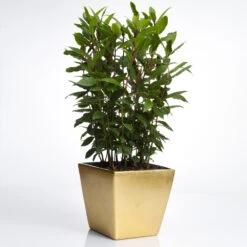 Bay Laurel - USDA Organic -Lanscapes Store Bay Laurel Shrub FGT 70a053b8 5238 44bb b72e 34af0f0d8286