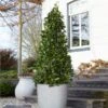 Bay Laurel Tree -Lanscapes Store Bay Laurel Tree Saratoga 2 600x600 af3ff32b 465d 4a2e a124 03484c3fdd39