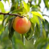 Belle Of Georgia Peach Tree (USDA Organic) -Lanscapes Store Belle of Georgia 600x600 45f29838 b04b 4d42 a727 f87c911c882b