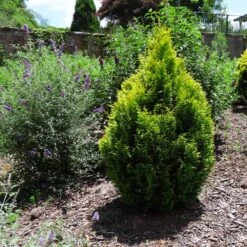 Berckman's Gold Arborvitae -Lanscapes Store Berckmans Arborvitae 1 FGT