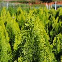 Berckman's Gold Arborvitae -Lanscapes Store Berckmans Arborvitae 8