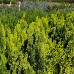 Berckman's Gold Arborvitae -Lanscapes Store Berckmans Arborvitae 9