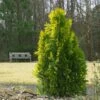Berckman's Gold Arborvitae -Lanscapes Store Berckmans Arborvitae FGT 600x600 ce6c5eef 9b4c 4e6a b08d bfba171097c6