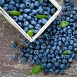 Biloxi Blueberry Bush 7 Biloxi Blueberry Bush -Lanscapes Store Biloxi Blueberry 1