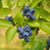 Biloxi Blueberry Bush -Lanscapes Store Biloxi Blueberry 600x600 9b2d6c1b b8be 4f97 beef aefdfd737345